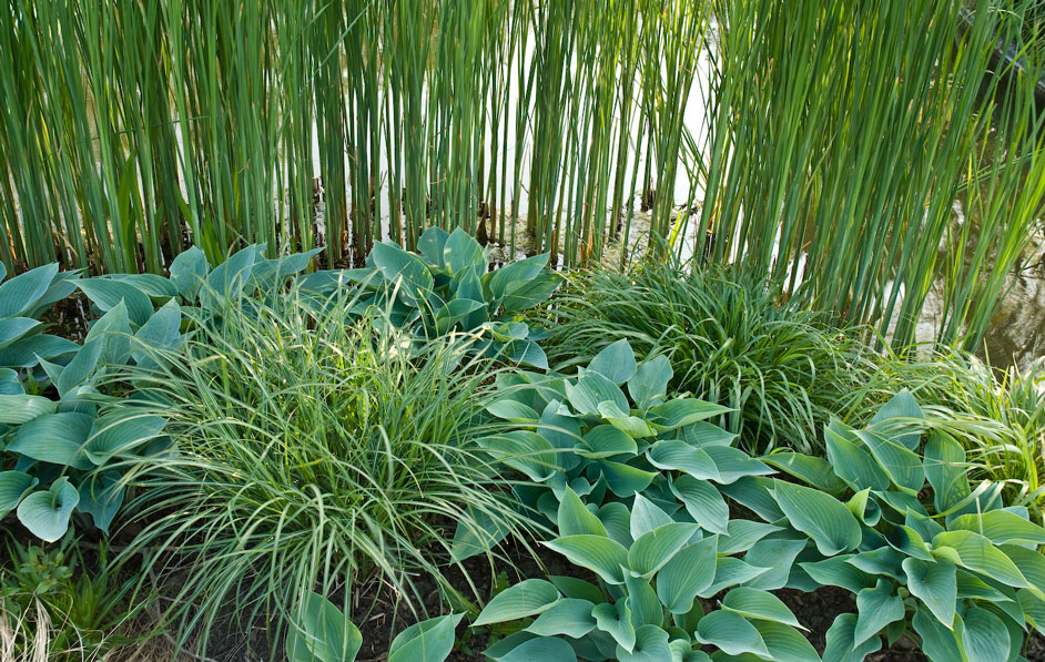 Acres Wild Willows and Water Hostas