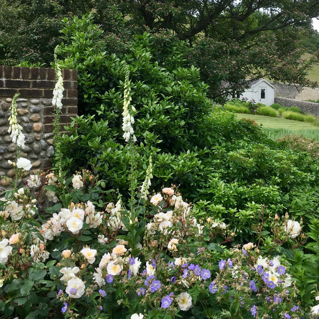 Acres Wild Isolated Idyll Foxgloves