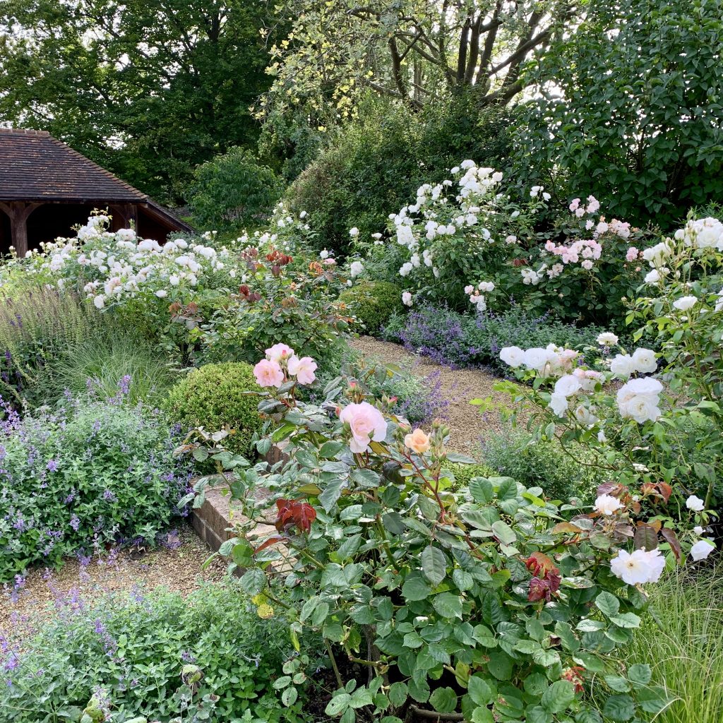 Acres Wild Isolated Idyll Mixed Roses Planting