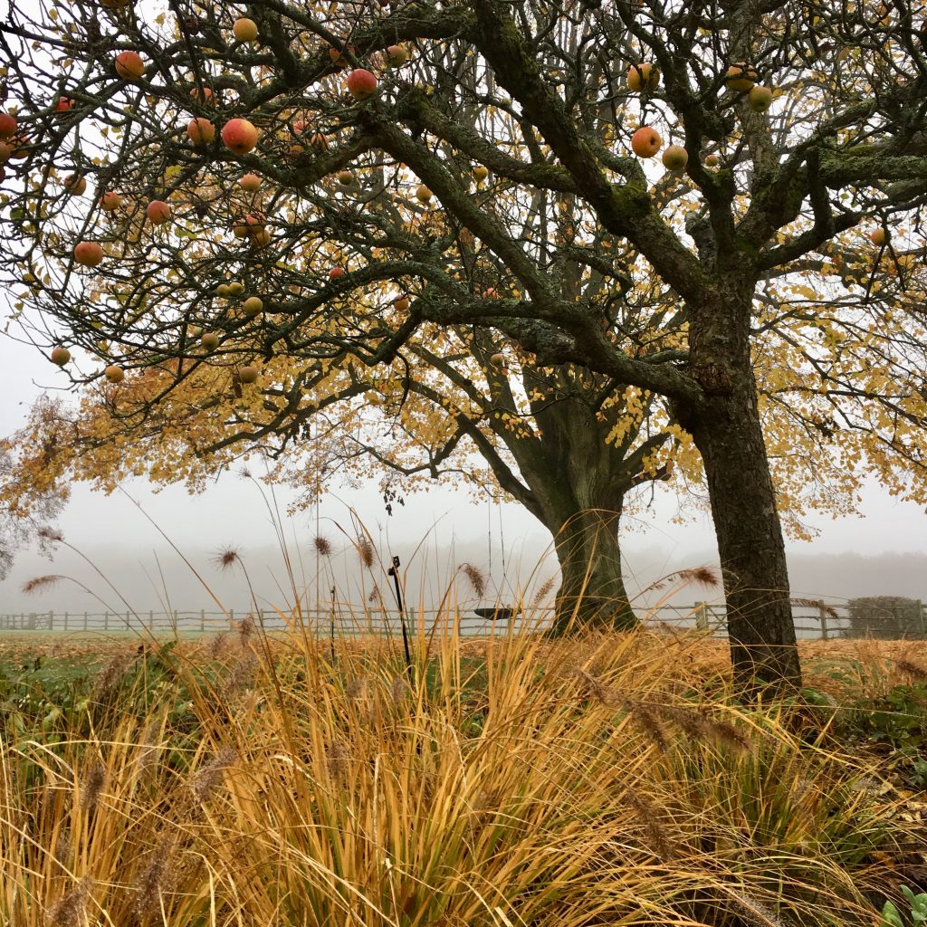 Acres Wild Surrey Serene Apple Tree in Autumn