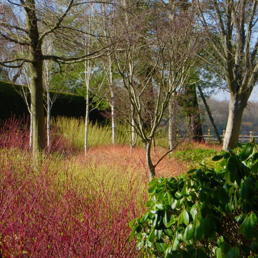 Acres Wild Surrey Serene Dogwoods in Winter