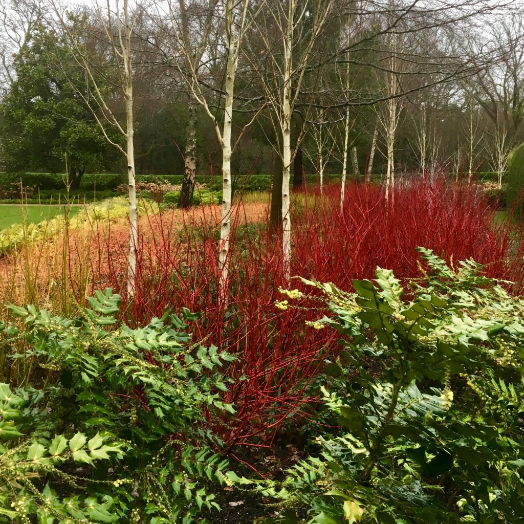 Acres Wild Surrey Serene Dogwoods with Silver Birch