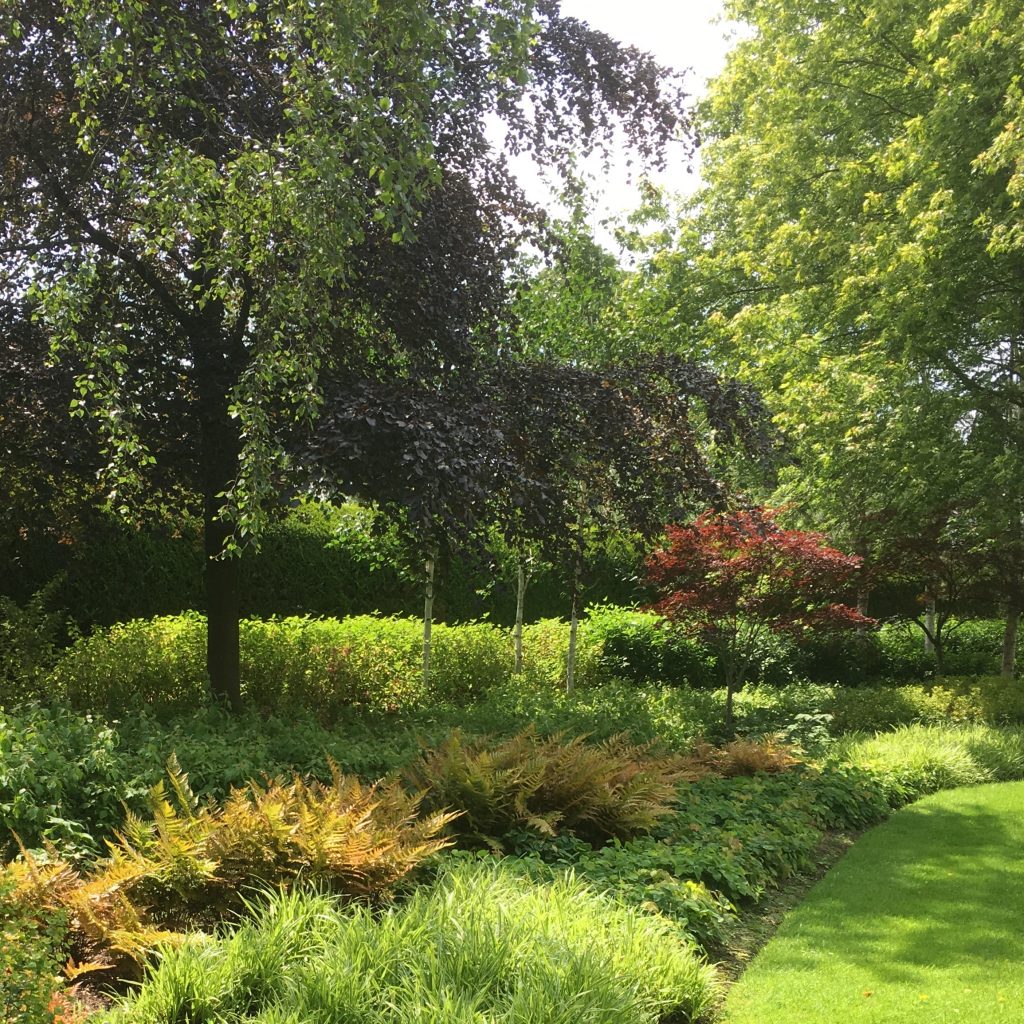 Acres Wild Surrey Serene Grasses and Ferns