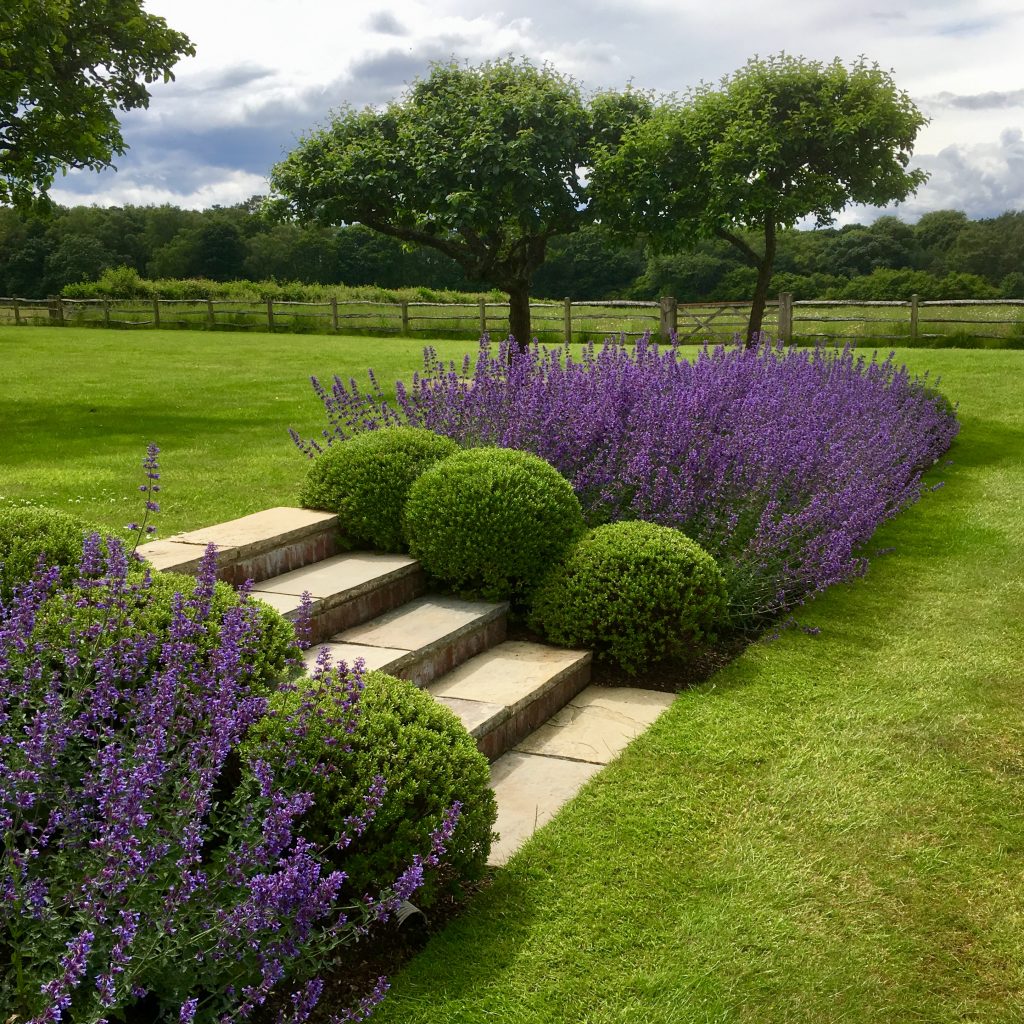 Acres Wild Surrey Serene Hebe Balls and Nepeta