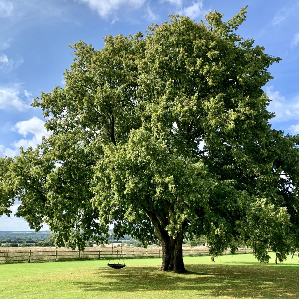 Acres Wild Surrey Serene Large Tree