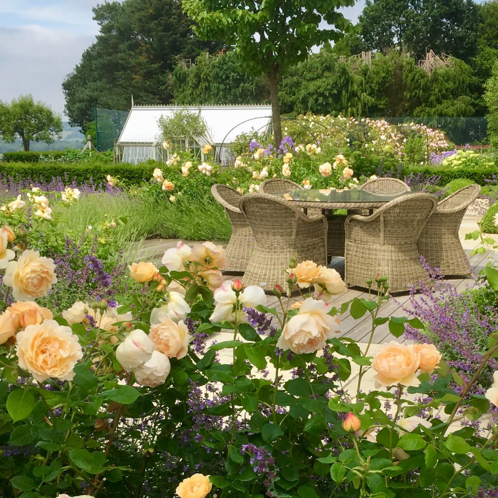 Acres Wild Surrey Serene Peach Colour Roses