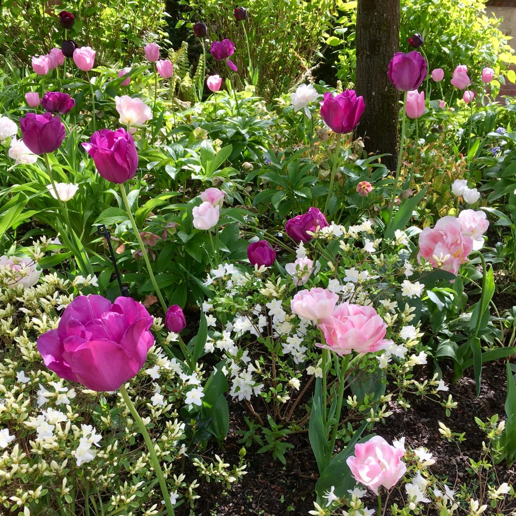 Acres Wild Surrey Serene Pink Tulips