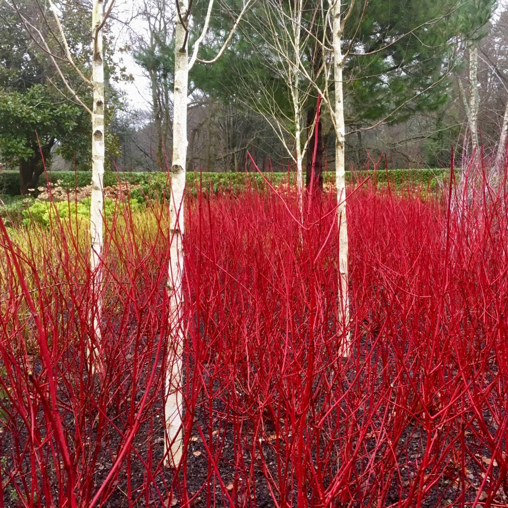 Acres Wild Surrey Serene Red Dogwood with Silver Birch