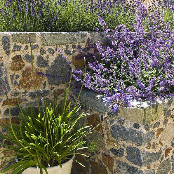 Acres Wild Guernsey Garden Agapanthus and Nepeta Planting